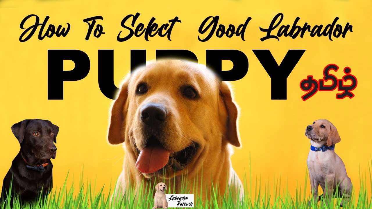 How To Select Pure Labrador Puppy in Tamil