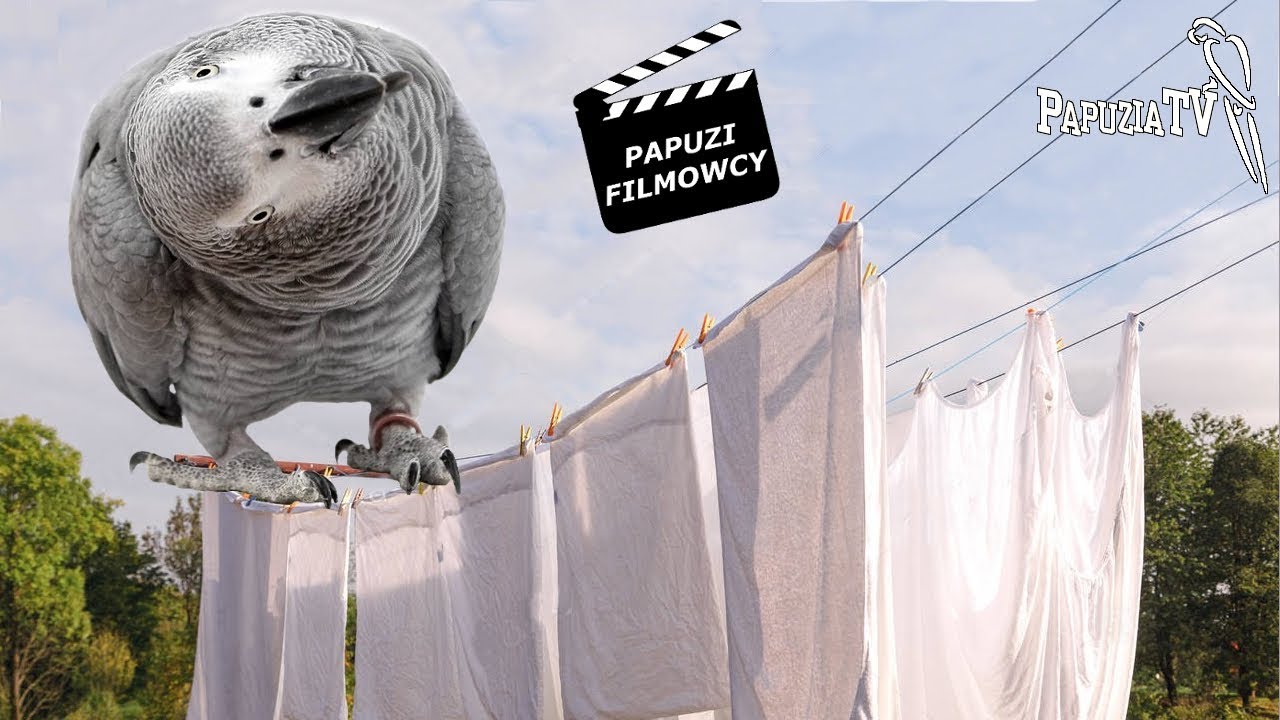 Papuzi Film Września 2019 - 