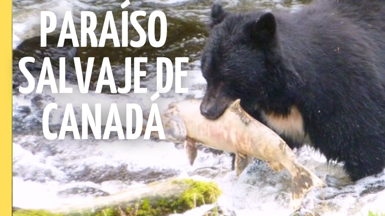 Salmones, osos y &aacute;guilas: El ciclo secreto de la Isla de Vancouver | Episodio Completo