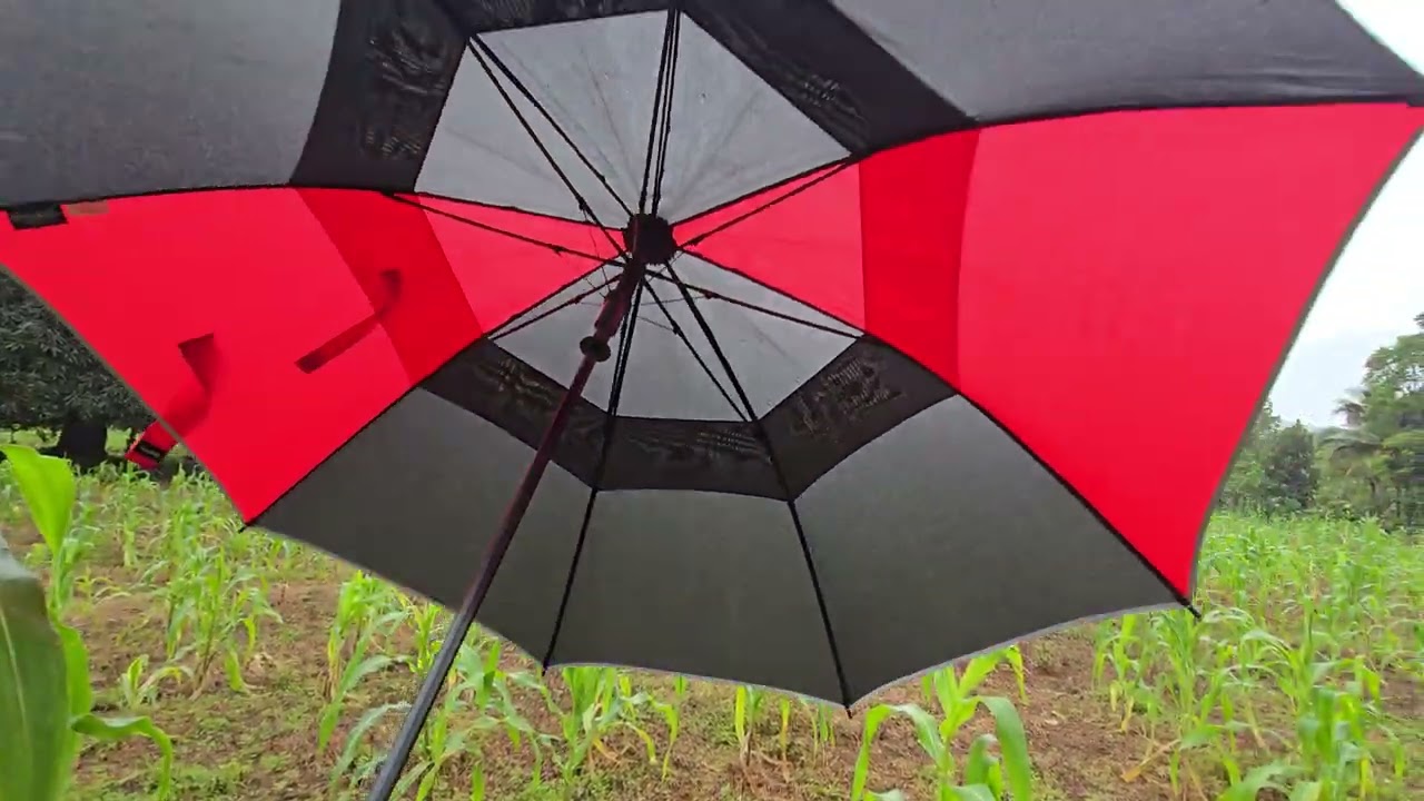 ¿Esto está pasando con la milpa del suscritor que vive en usa