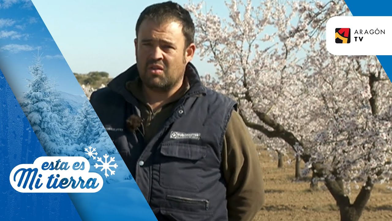 La floración de los almendros en Valdealgorfa
