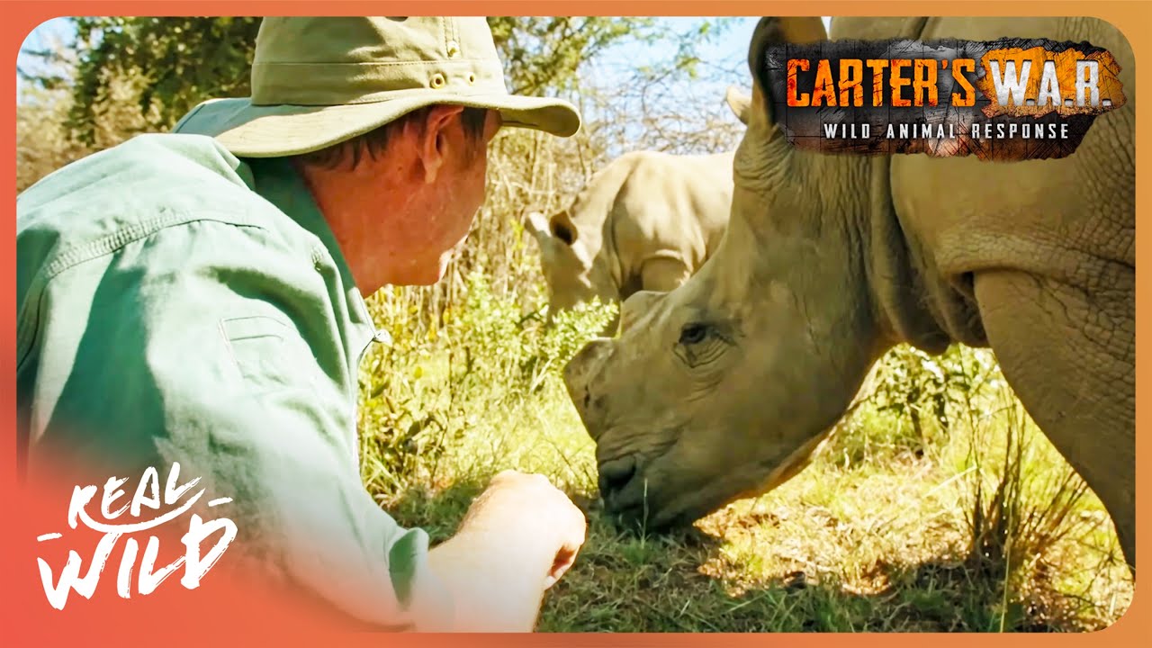 Rescuing Rhinos From Vicious Animal Poachers | Carter's WAR