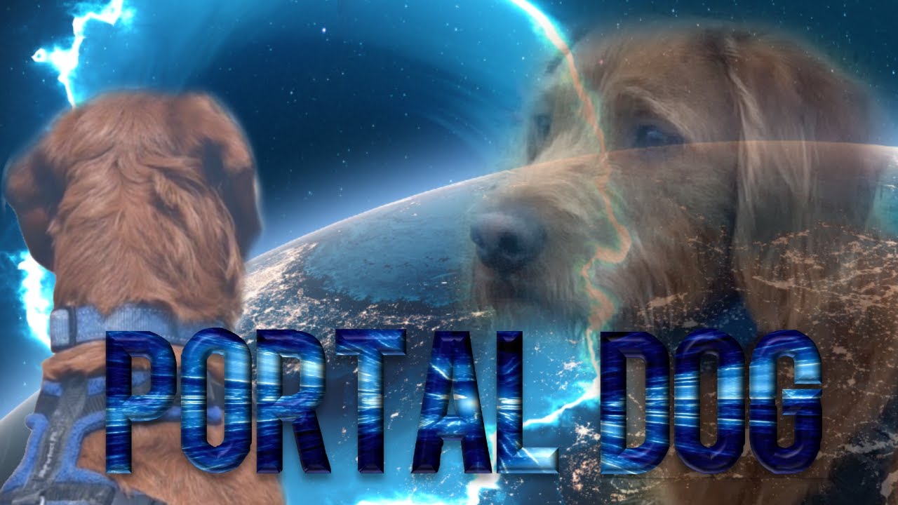 Portal Dog: A Short Film