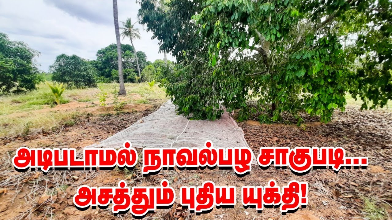 ஒரே இடத்தில் 7 வகையான நாவல் மரங்கள்... அசத்தும் யுக்தி!