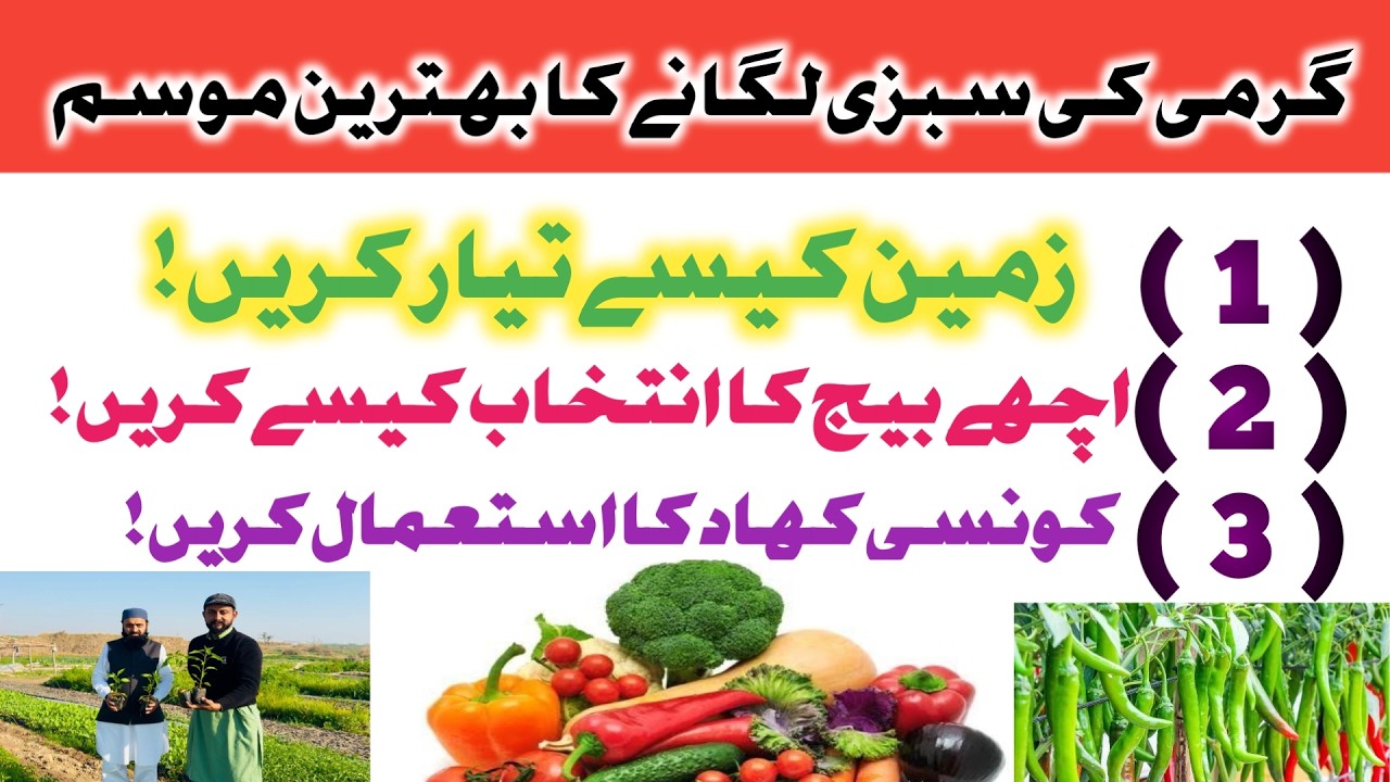 How to kitchen gardening at home | Kitchen Gardner expert opinion | Summer vegetable Gardening Ideas
