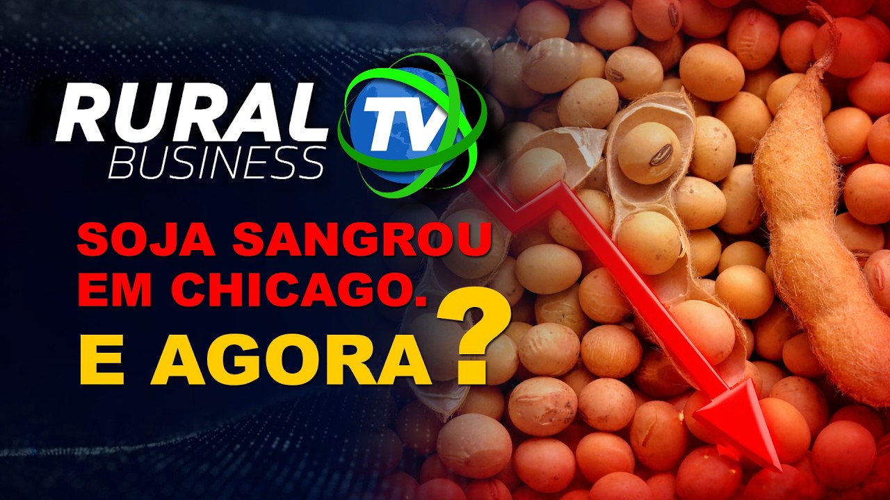 SOJA SANGROU EM CHICAGO. E AGORA?