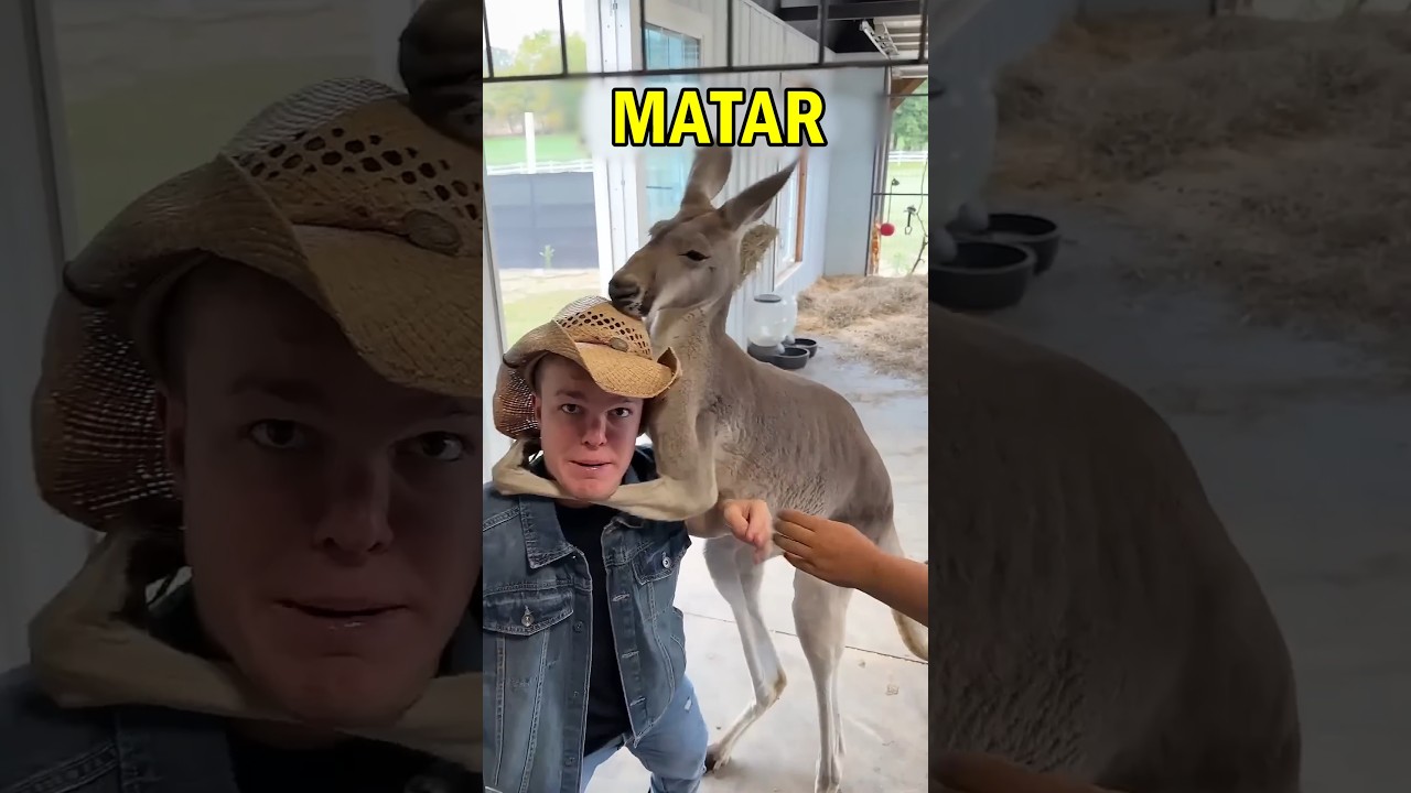 ANIMAIS que PARECEM FOFOS, mas podem TE MATAR! #6 #animais #natureza #pets #cuidado #animals #shorts