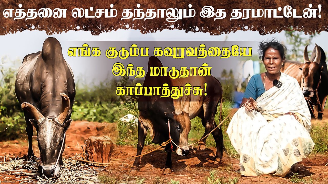 ஜல்லிக்கட்டு மாட்டிற்காக திருமணமே செய்து கொள்ளாத Selvarani! Madurai Jallikattu | Pongal | #selvarani