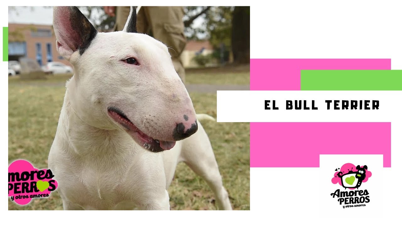 El Bull Terrier