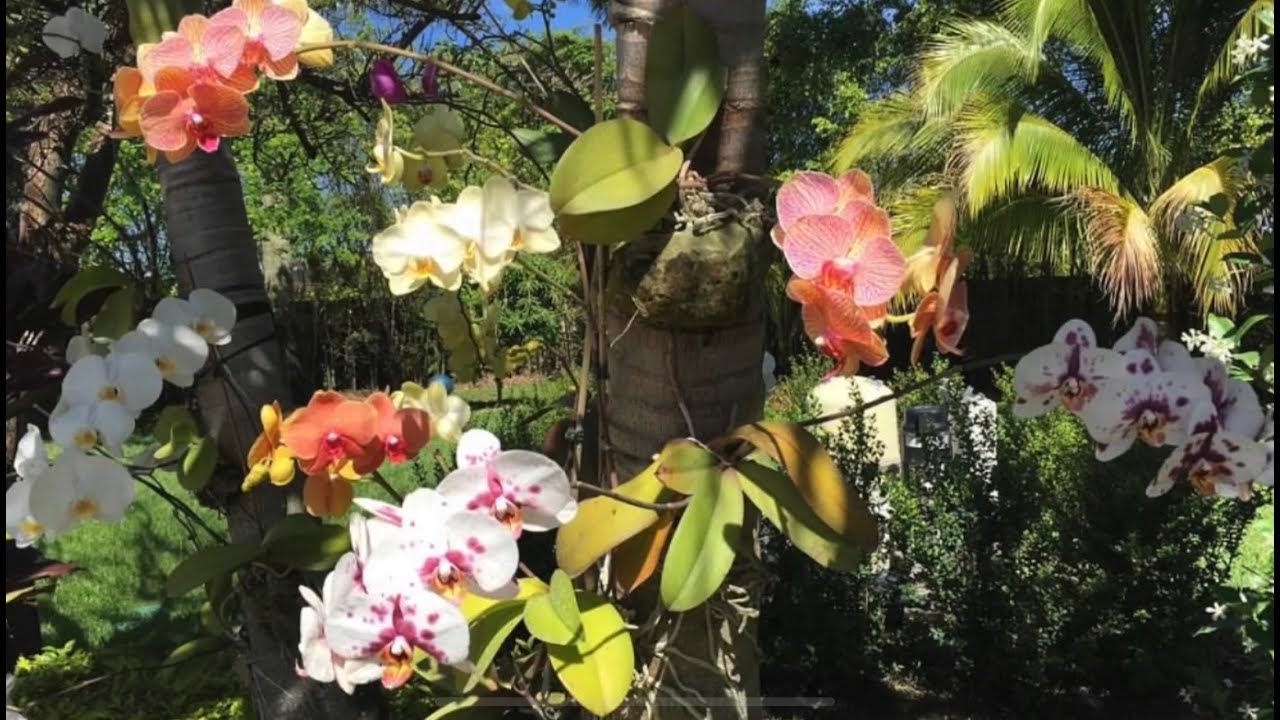 Phalaenopsis Orchids, Phals On Trees Project Part 1