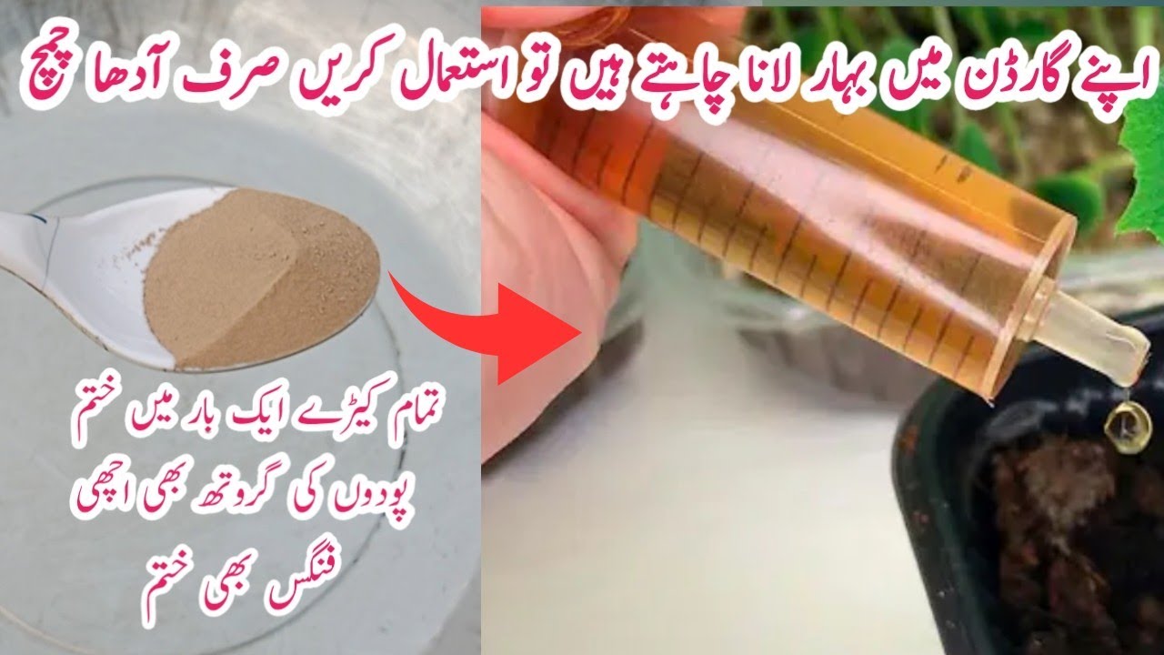 How to use sulfer in garden | Best fertilizer, fungicide, pesticide | سلفرکے گارڈن میں فائدے ۔