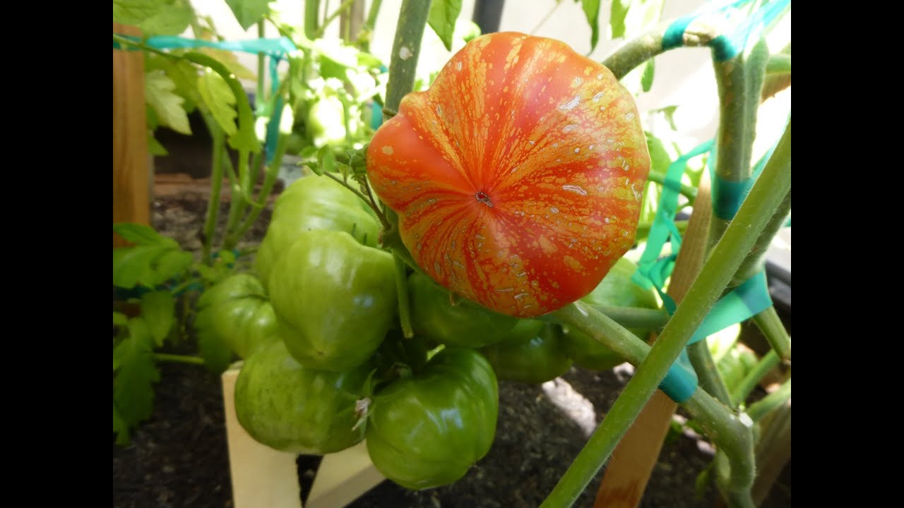 Rare Heirloom Tomatoes ripening updates (@pumphouse)