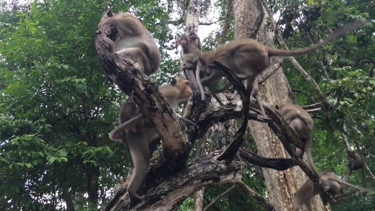 Most Popular Monkeys With Awesome Bayon Temple - The Real Life Of Monkey Angkor 2017