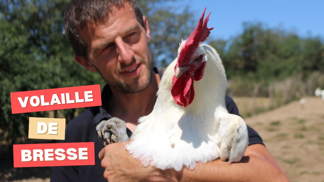 Elevage volailles de Bresse (avec Joseph Sachetat de la Ferme bressane La Guyotte)