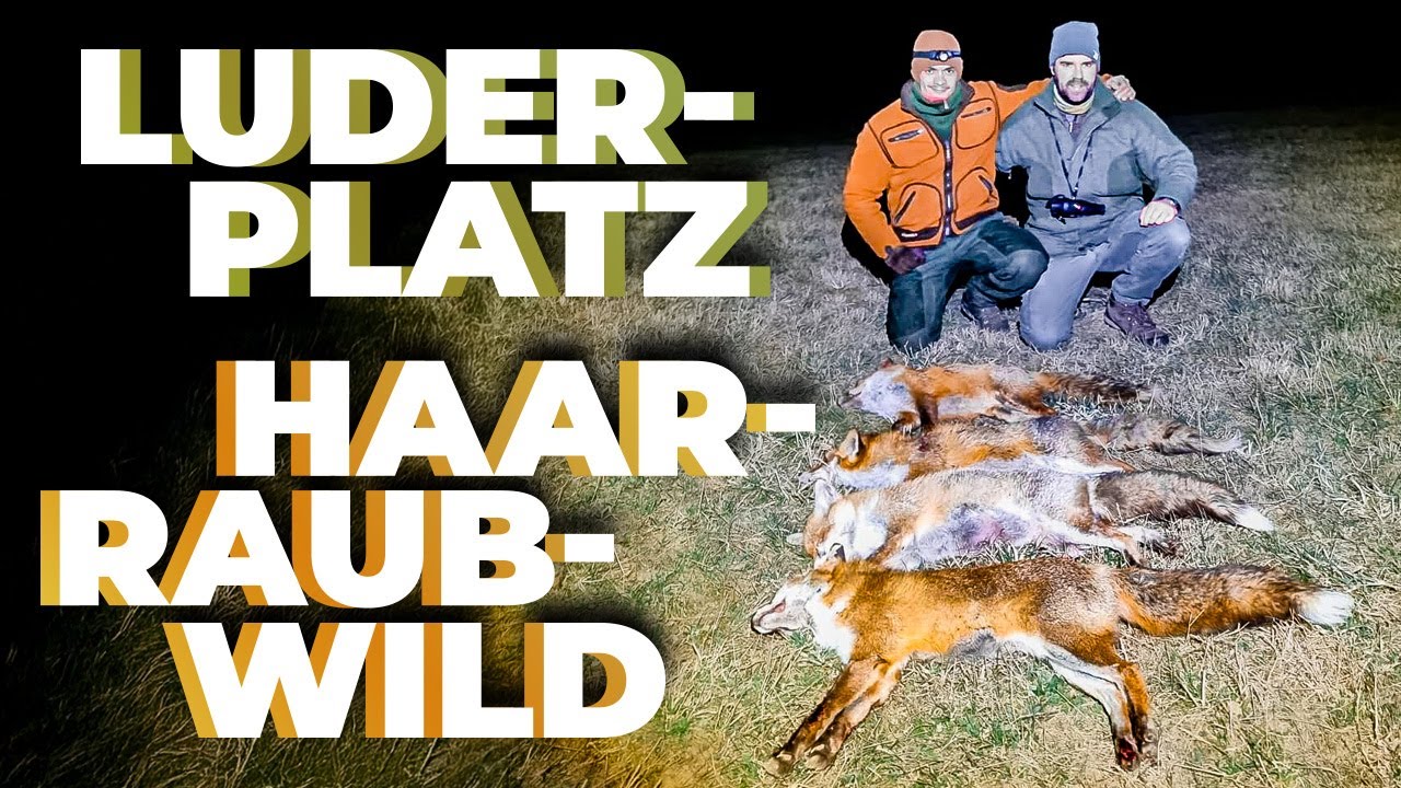 Jagd am Luderplatz auf Fuchs! Tipps zum Anlegen, Kirrgut, etc. #nordjagd