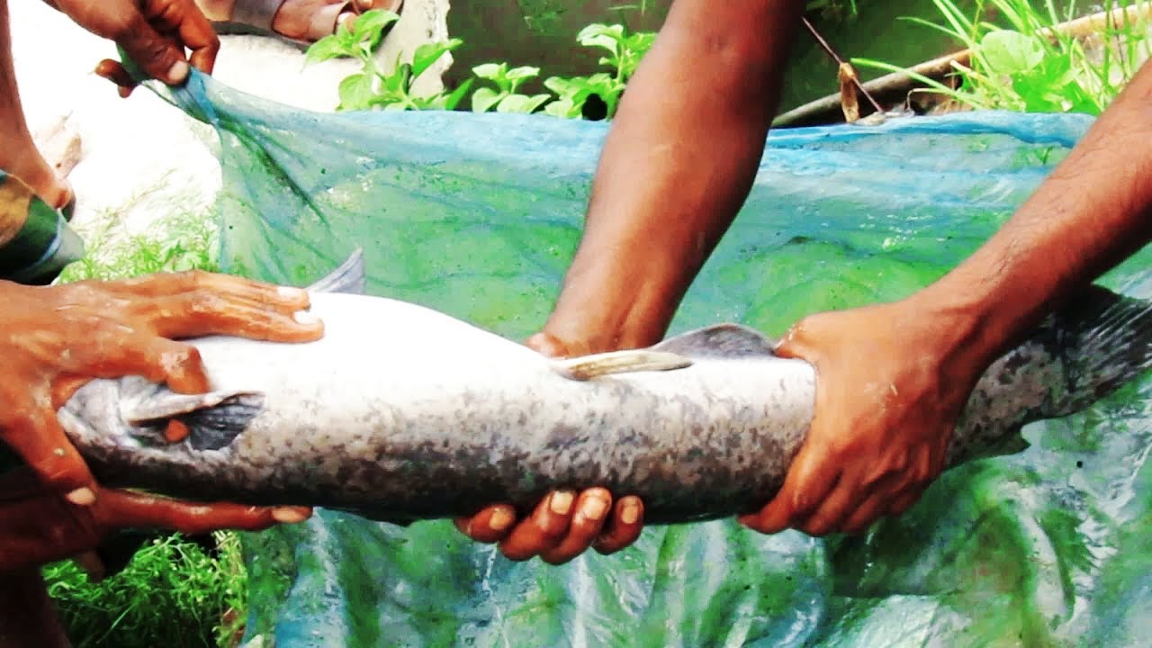 Hybrid magur fish farming bedding process || catfish in small tank || shanworldtv
