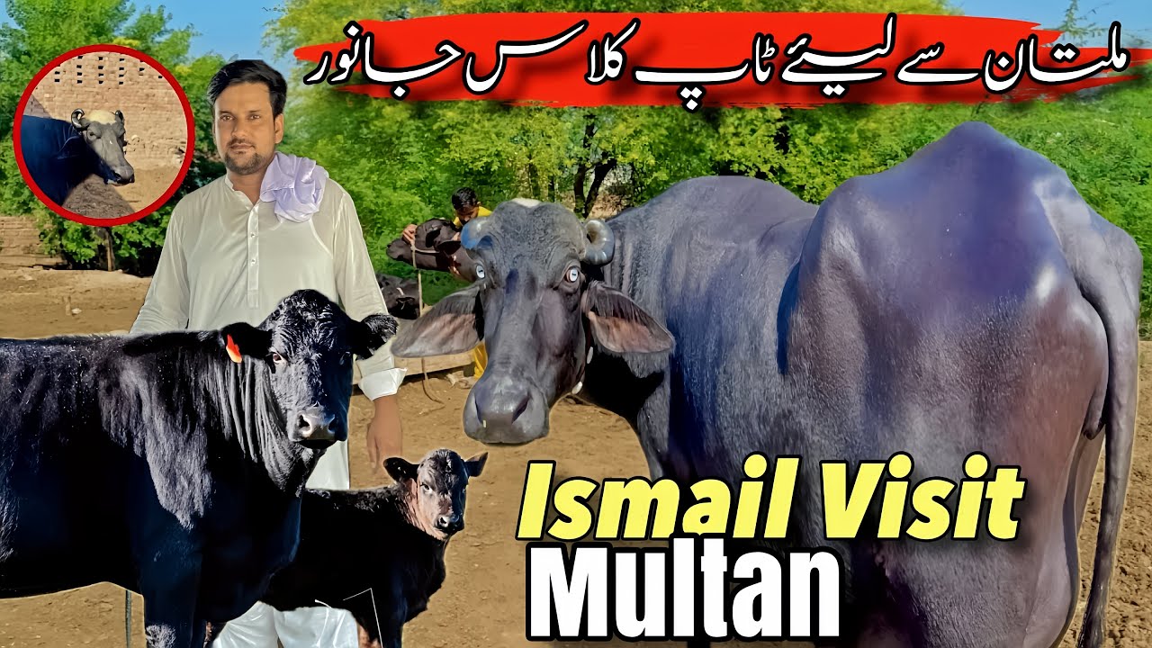 Ismail jutt Visit Multan