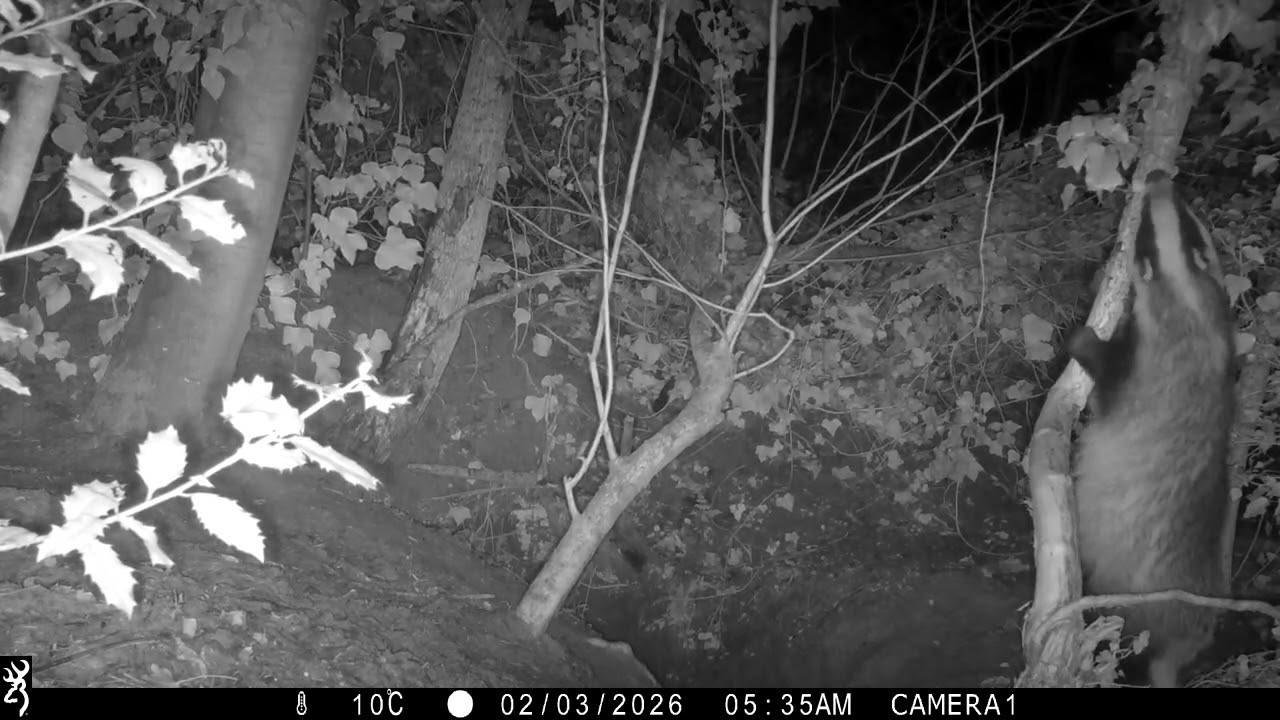 Can badgers jump? 3 Feb 2026