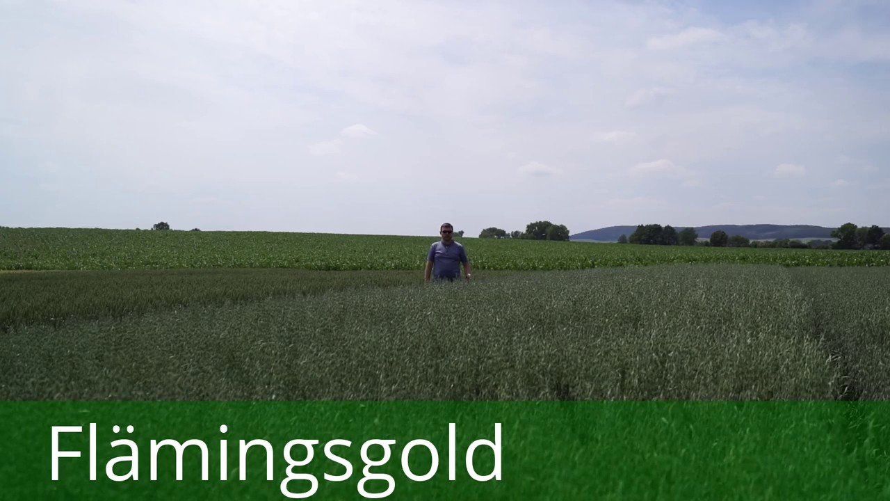 Owies KWS Flamingsgold: moc plonowania połączona z jakością