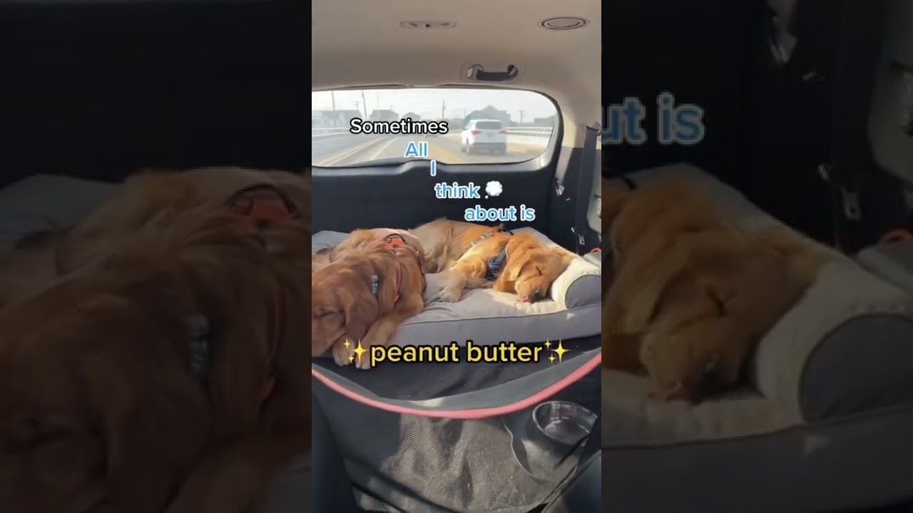 When your dog dreams of food 😅 