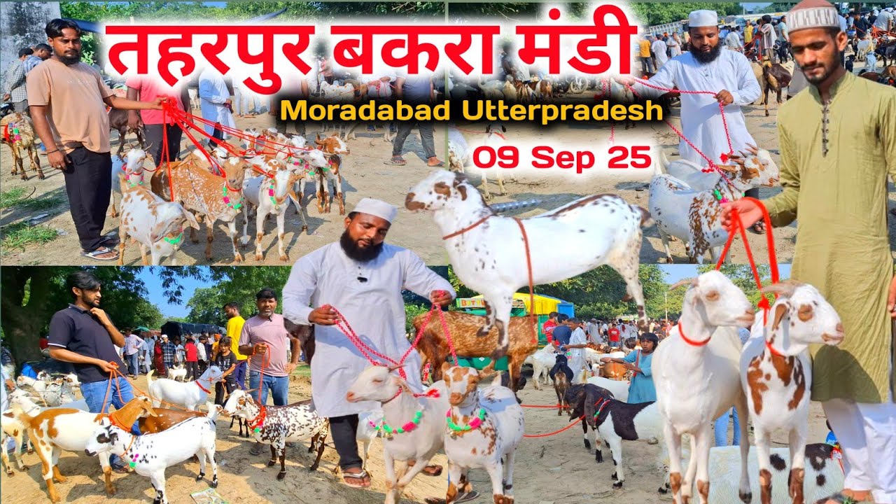 आज की तहरपुर बकरा मंडी रेट |09/09/25 |Taharpur Bakra Mandi Moradabad Utterpradesh 