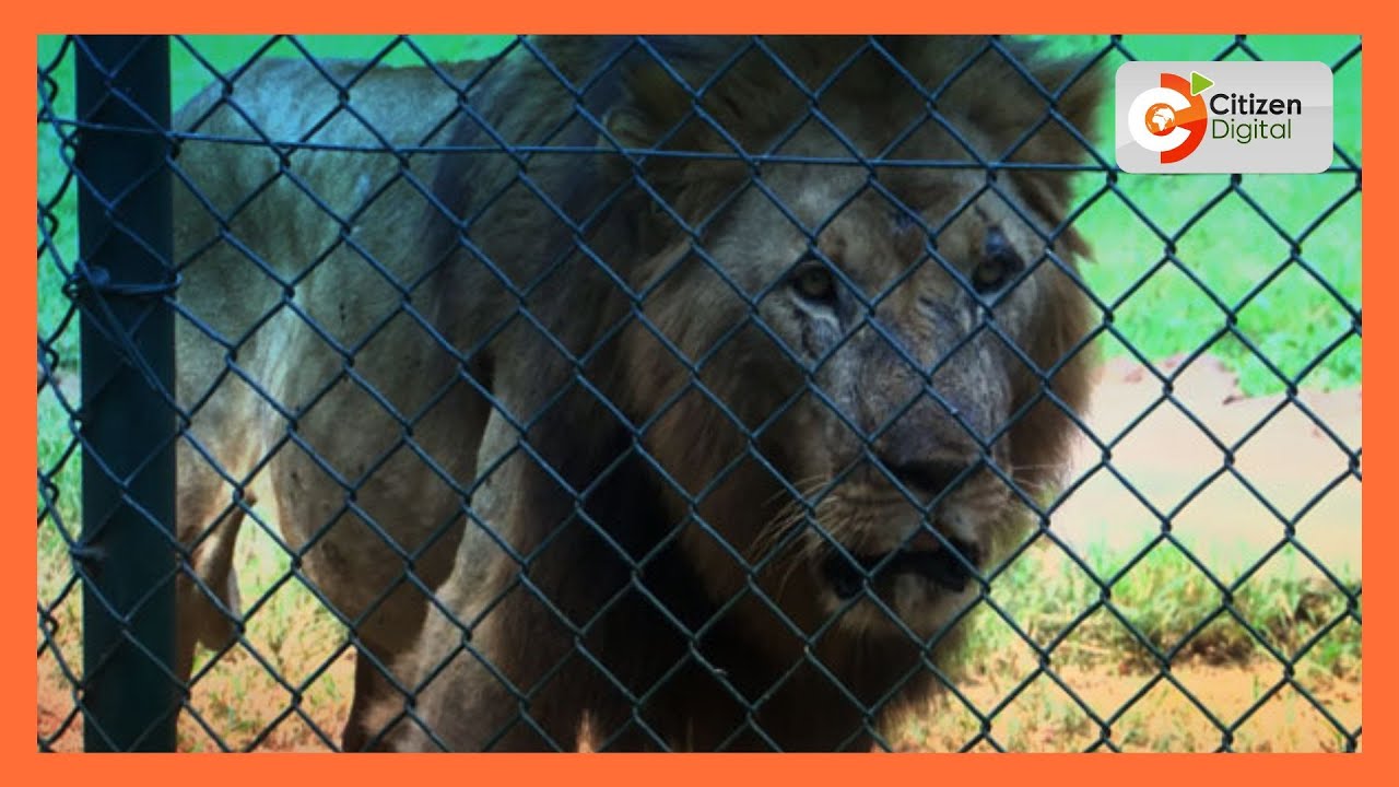 | CITIZEN PLANET | Lions Under Threat