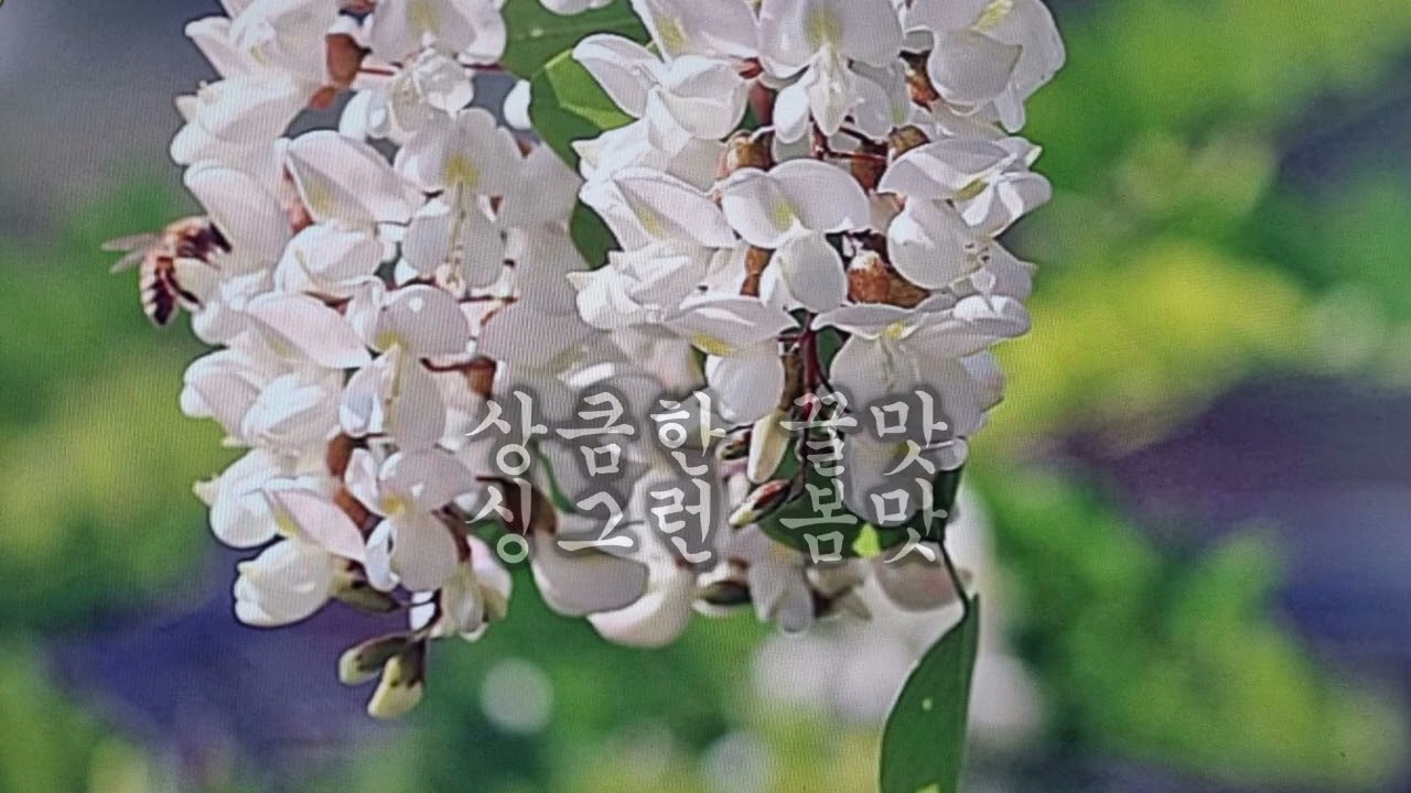 아까시 꽃