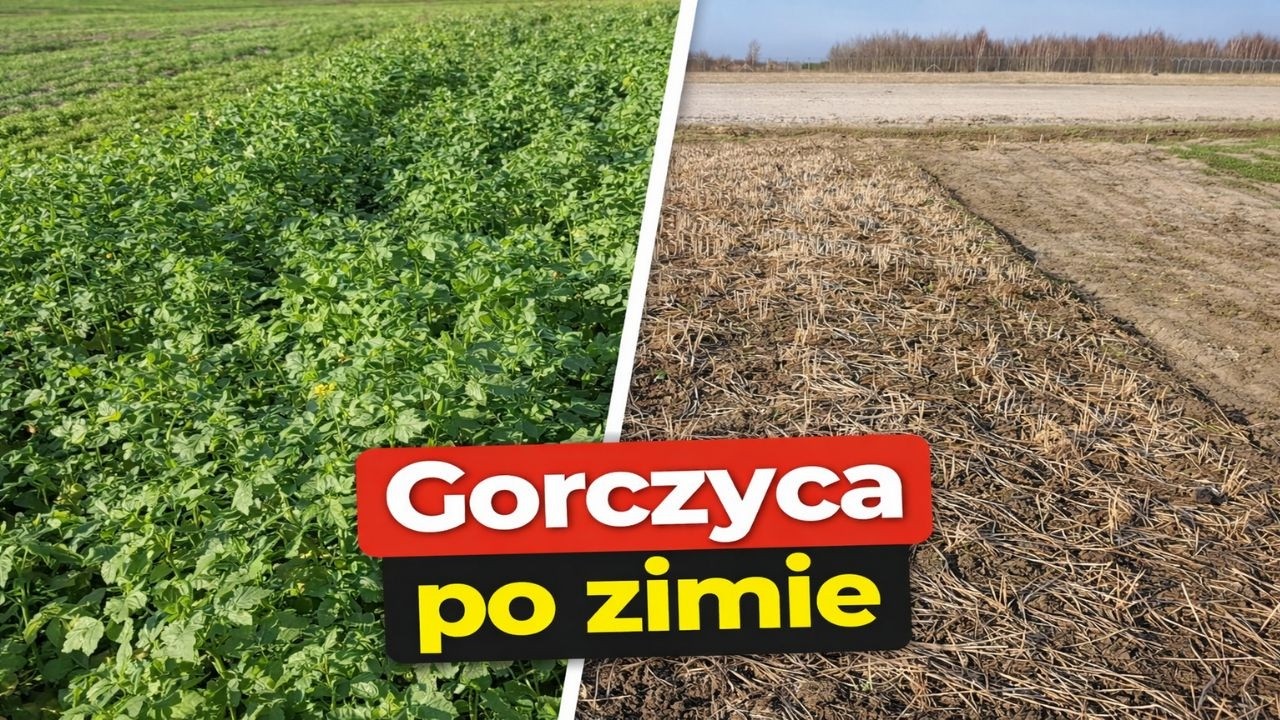 Jesienią zostawiłem w warzywniku gorczycę bez przekopywania, zobacz jak grządka wygląda wiosną