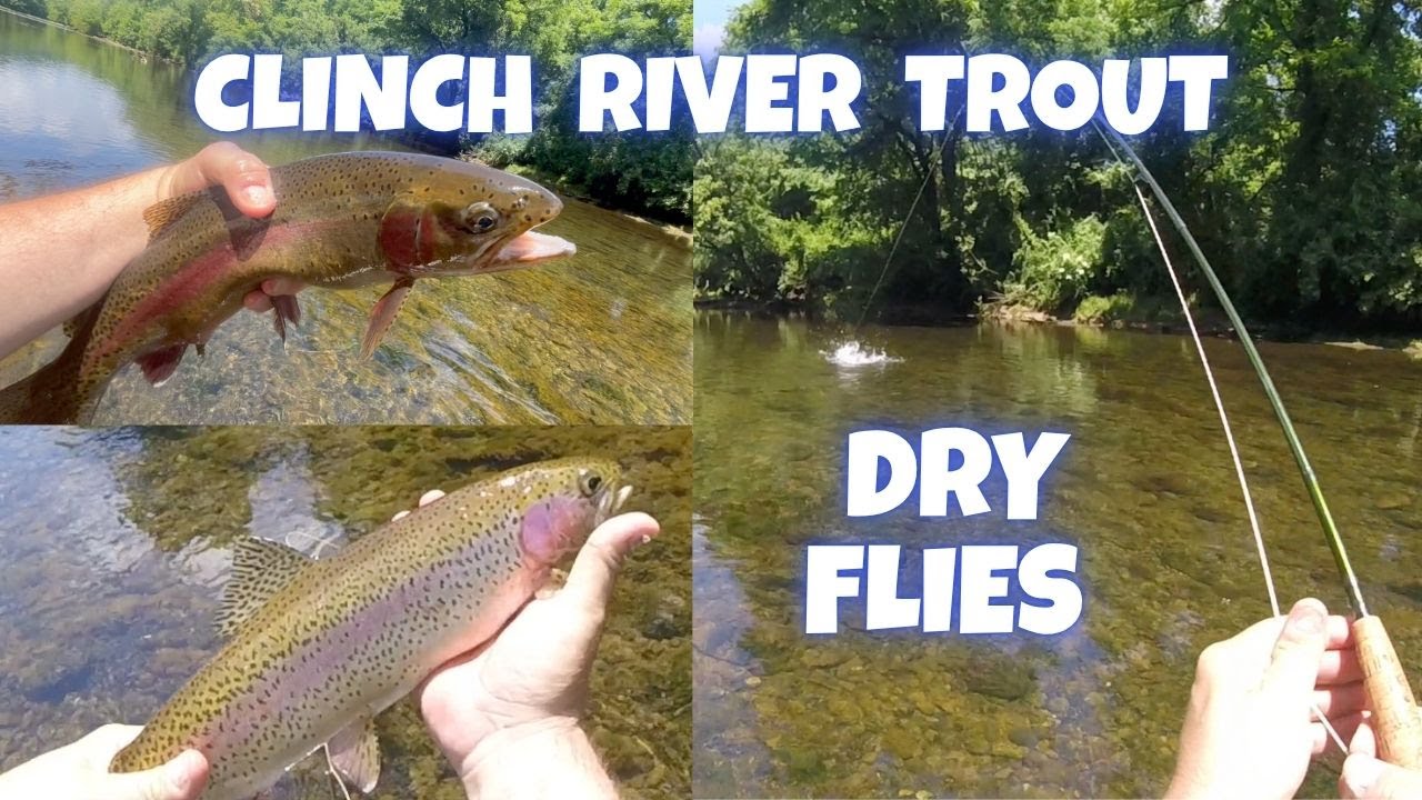 Clinch River Trout - Fly Fishing Dry Fly Action