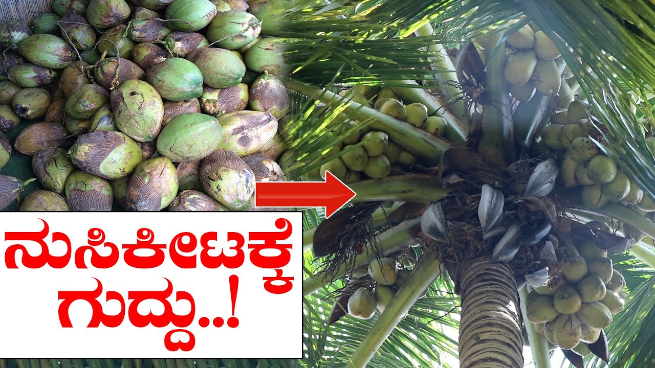 ತೆಂಗು ಬೆಳೆಯಲ್ಲಿ ನುಸಿ ಕೀಟ ಕಾಣಿಸಿಕೊಂಡರೆ ಹೀಗೆ ಮಾಡಿ | Pest management in coconut trees