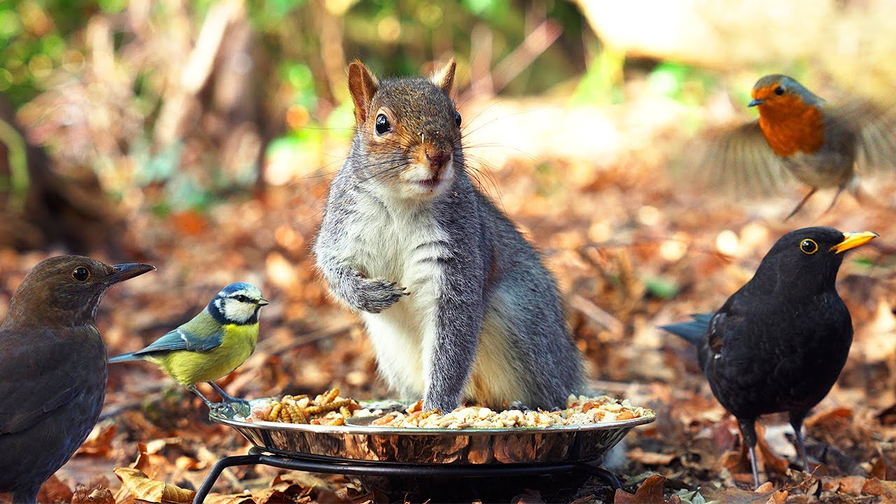 Видео для котов 😸 Птицы едят, а белки прыгают вокруг 🐿 Игры для кошек 4K HDR