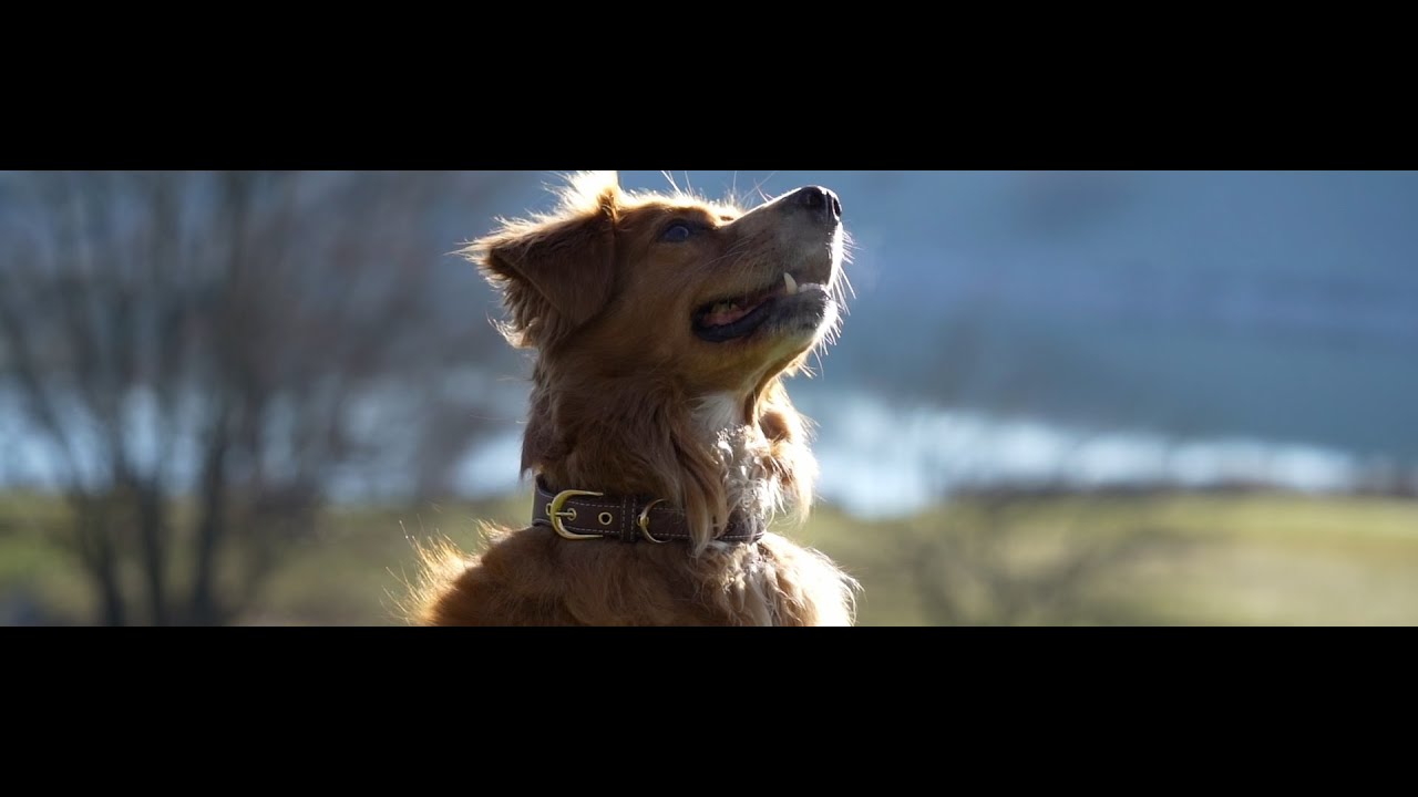 The best ways to attach an AirTag to your dog