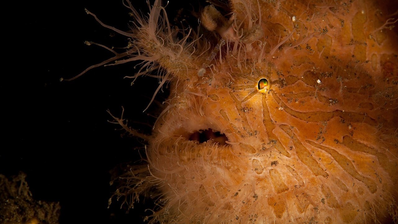Facts: The Hairy Frogfish
