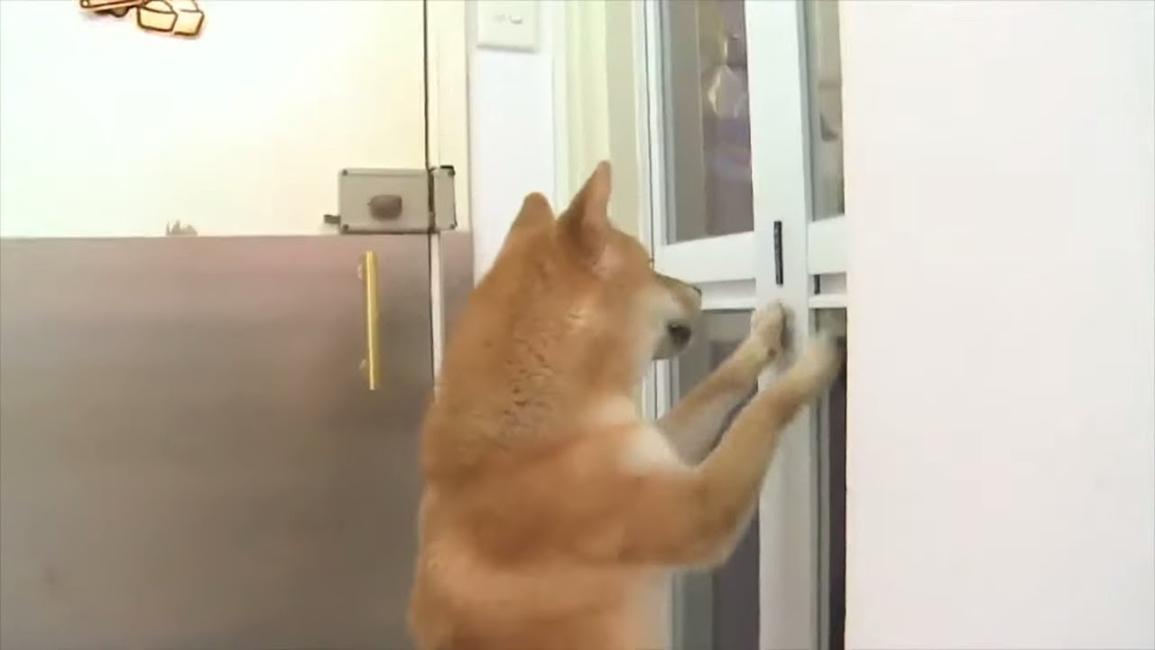 柴犬不見主人狂搲門 煉狗術師Eric Ko教用香薰、音樂、遊戲治狗仔分離焦慮症 (寵物狗救星 - 超級馴犬師 - EP08-4)