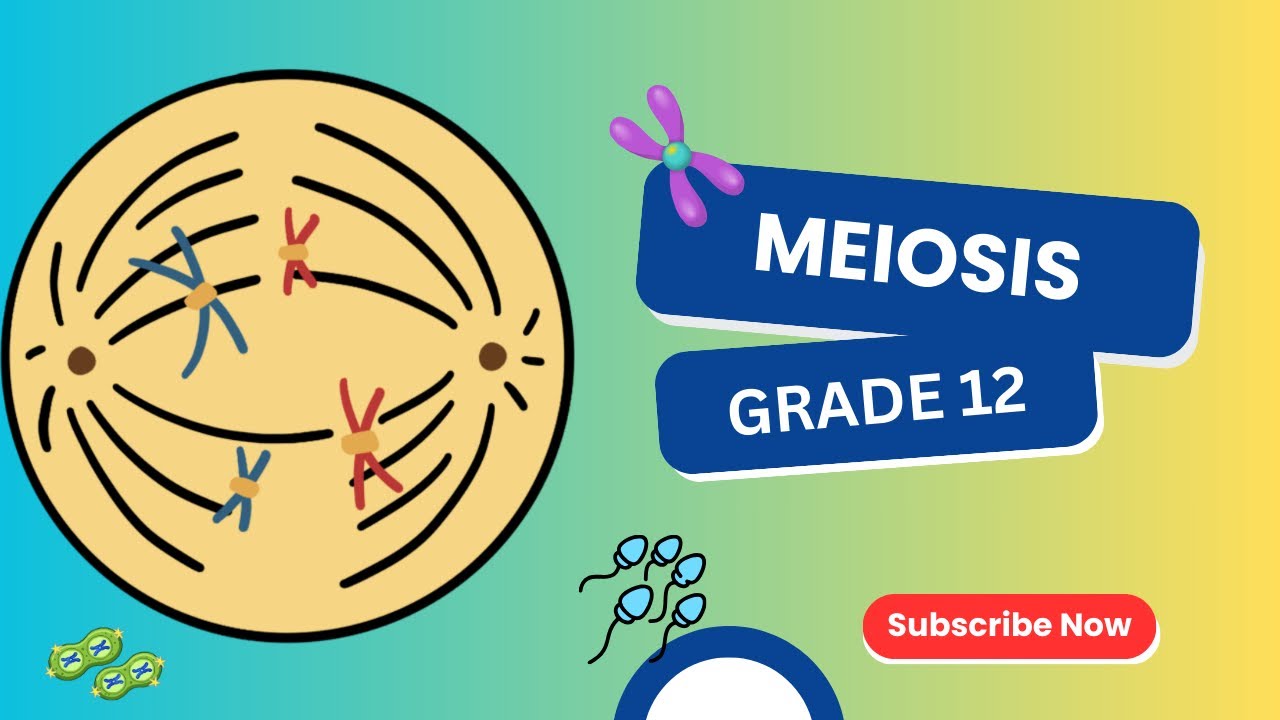 Meiosis