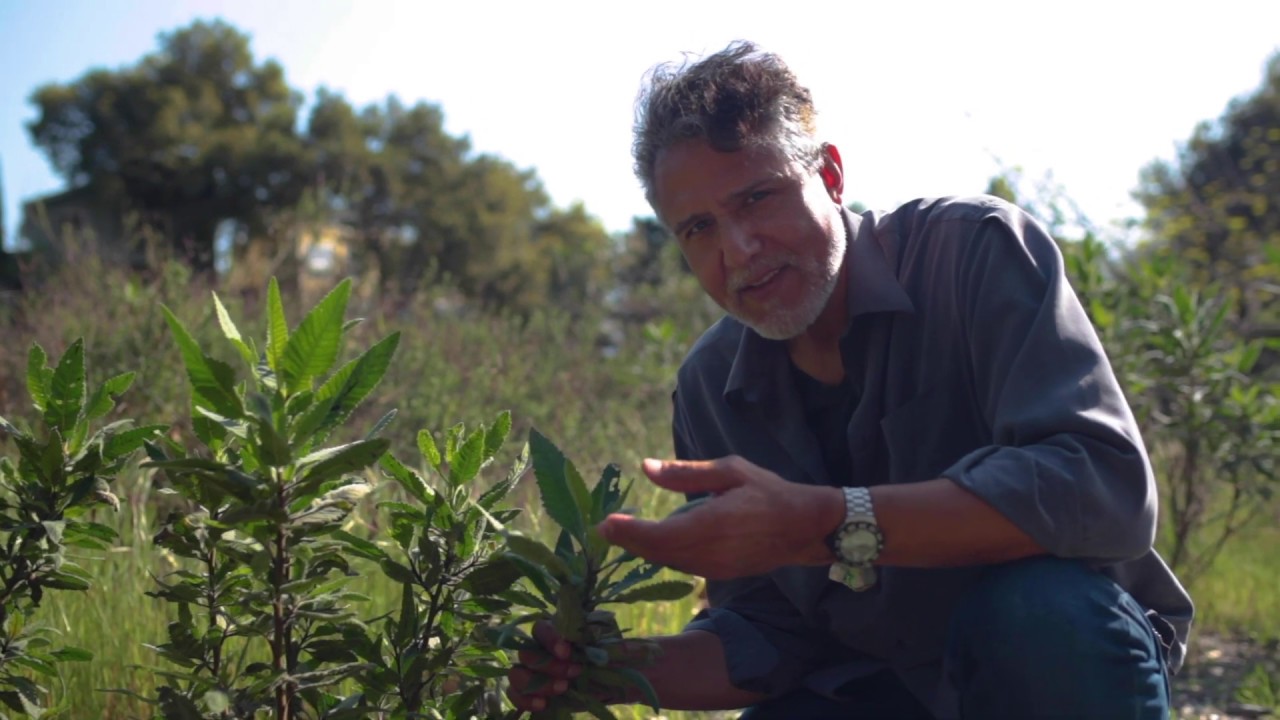 Native Plants: AFC Virtual Field Trip