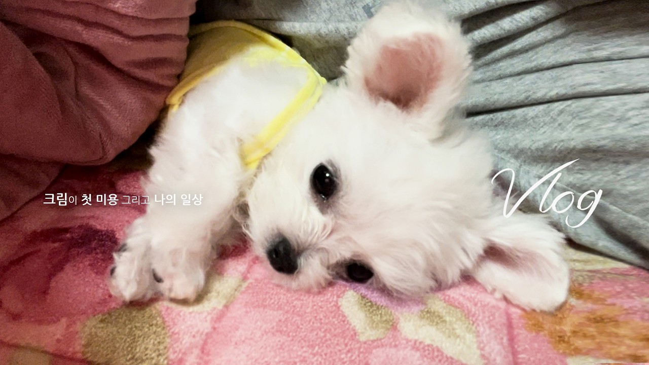 난 누구? 사막여우?... 아기 북국곰? #베넷미용
