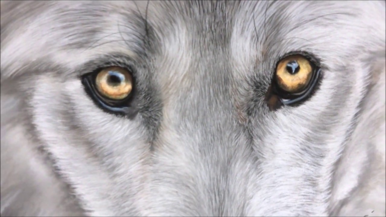 Technique et astuce pour dessiner les yeux loup