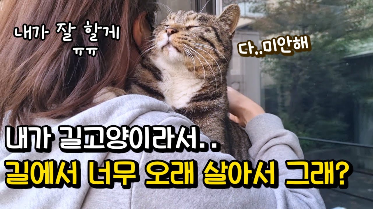 니 잘못이 아니야..너무 늦게 데려와서 미안해 (감동주의) : 눈물나게 애틋한 호동이를 위한 집사의 결심(댓글 이벤트🎁)