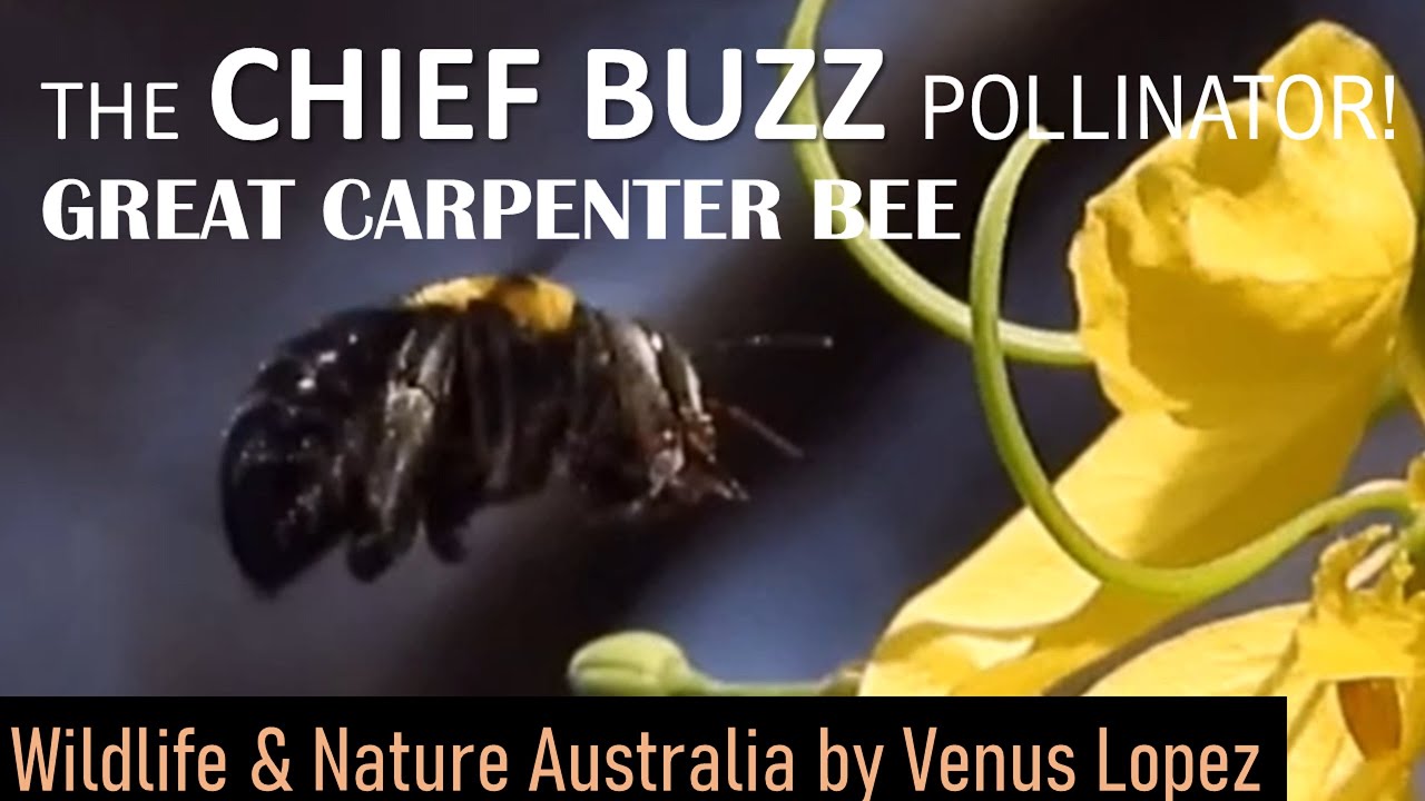 Great Carpenter Bees/Xylocopa Aruana The Chief Buzz Pollinators, Foraging Pollinating Cassia Fistula