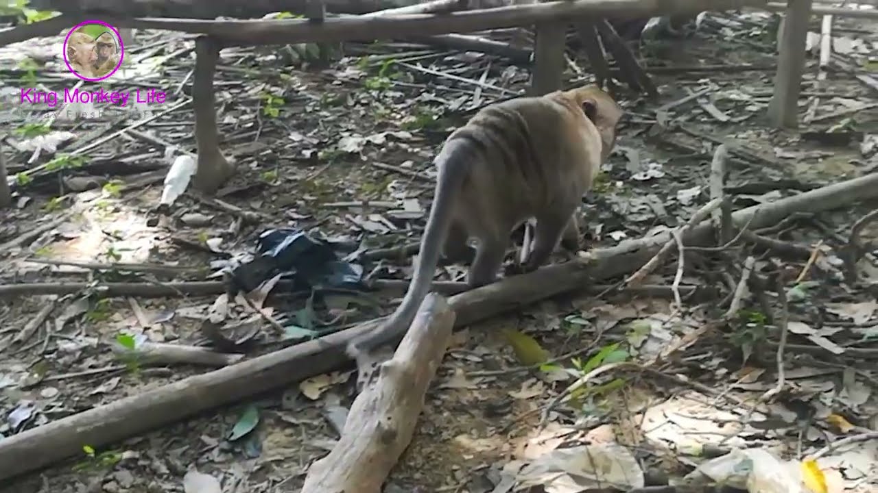 The life of a pitiful monkey