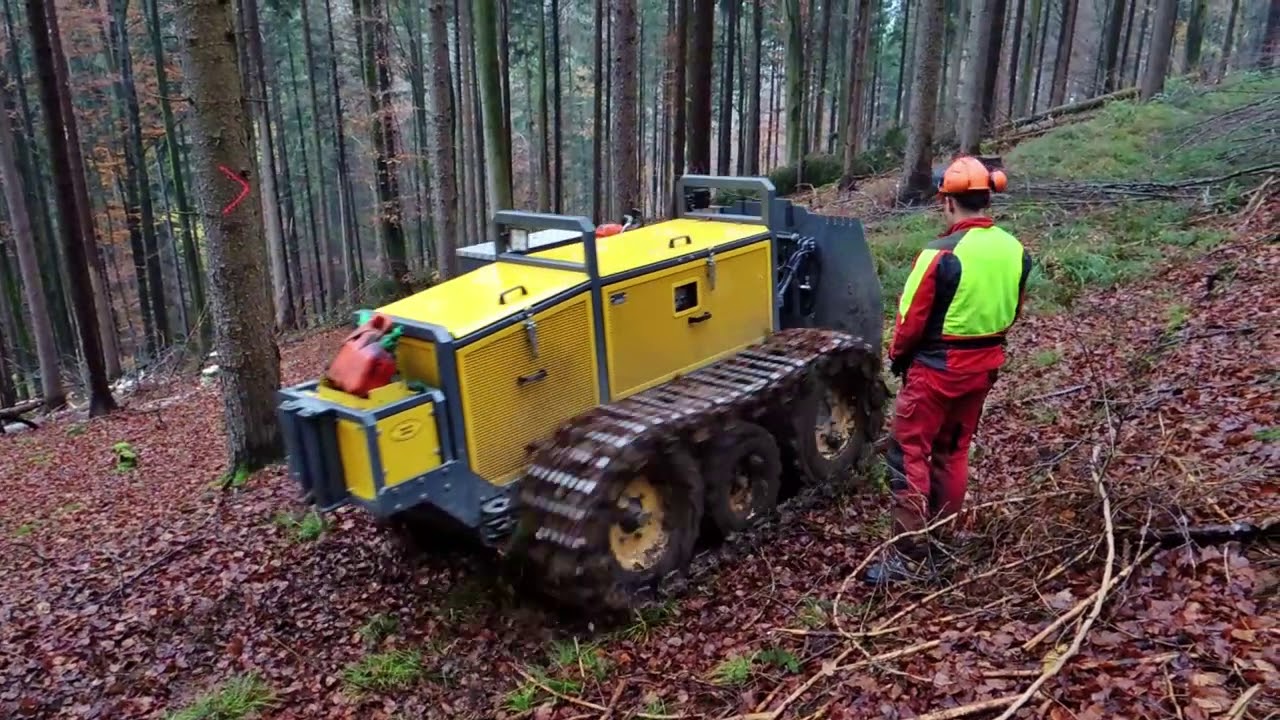 Wunderwerk Wald - Ein Jahr im Forstrevier