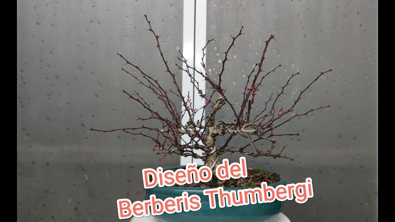Berberis thunbergii. Poda drástica.