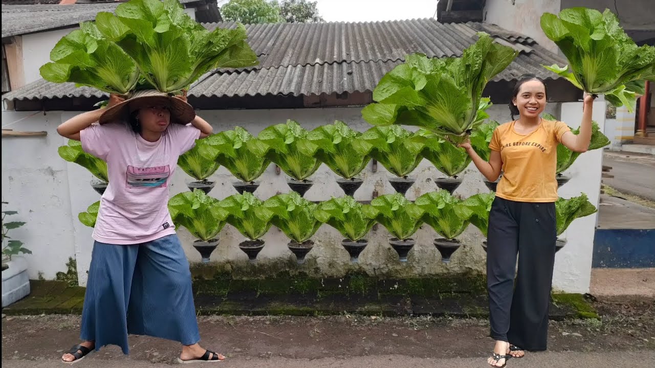 menanam sawi kaycoy dan panen bersama keluarga || planting pakcoy mustard in used plastic