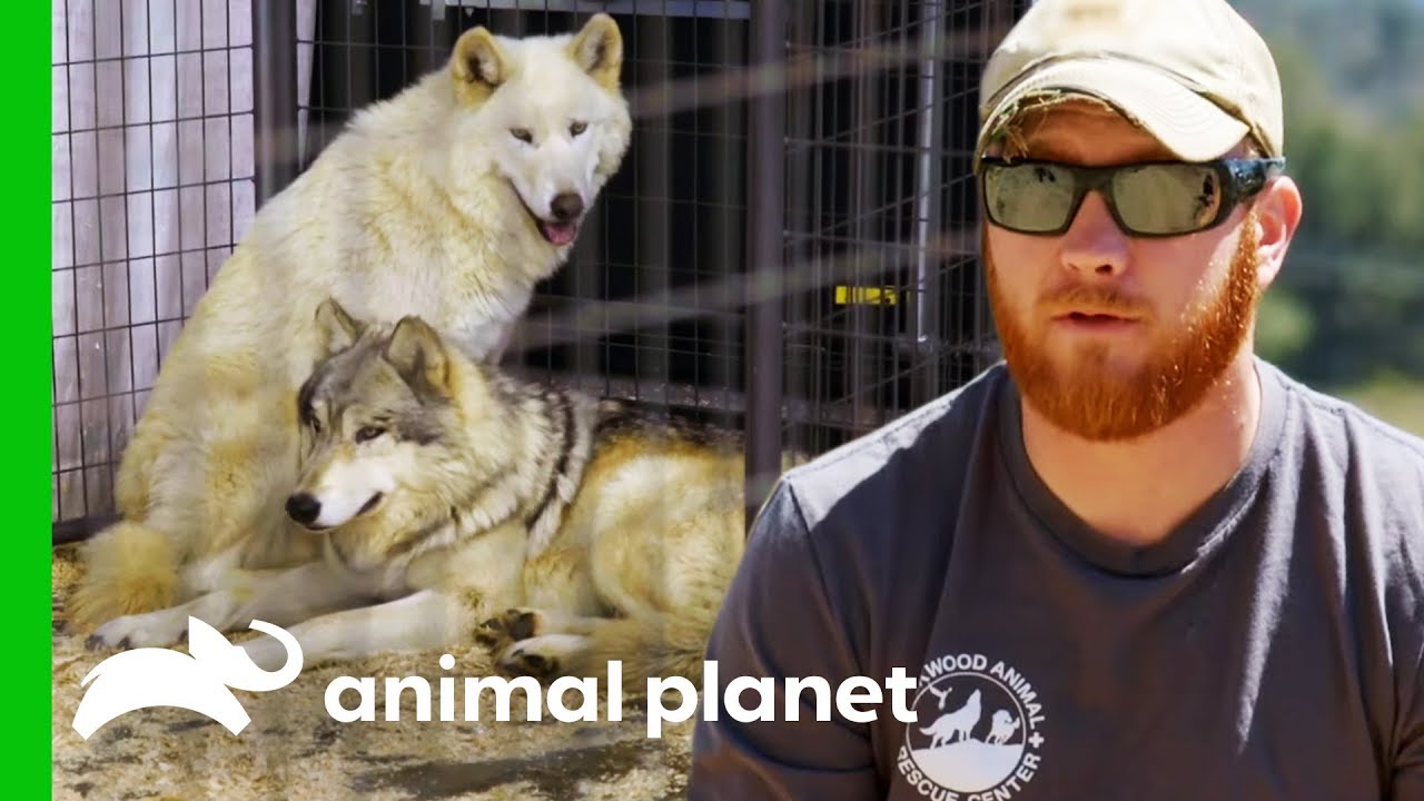 Investigating Animal Cruelty at a Minnesota Expo | Wolves And Warriors