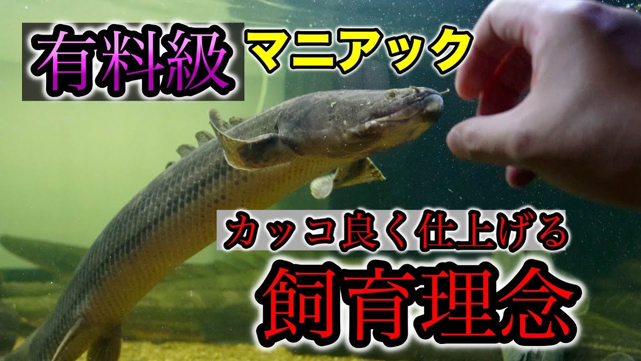 『有料級』ガチマニアック　ポリプテルスの顔くずれ対策のポイント　飼育理論　わいるどもん