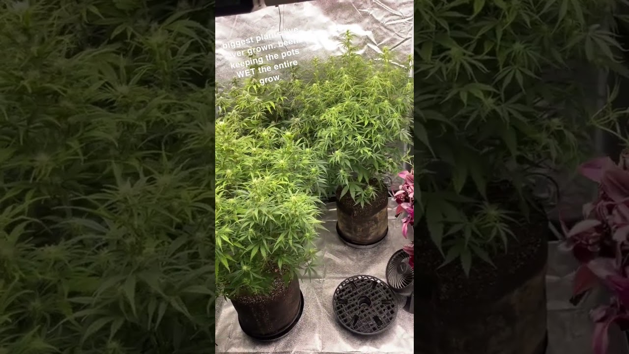 how to grow big autos