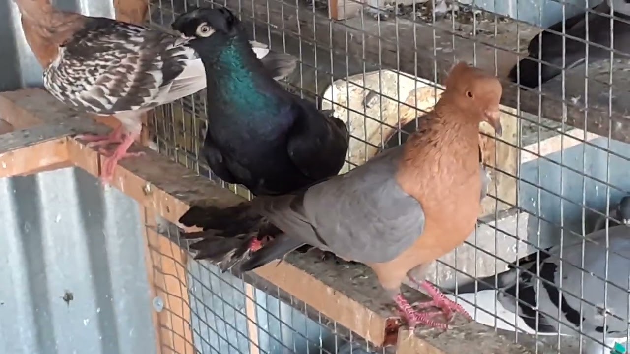 TEN BREEDS PIGEONS BEAUTIFULL PIGEONS IN THE BACKYARD