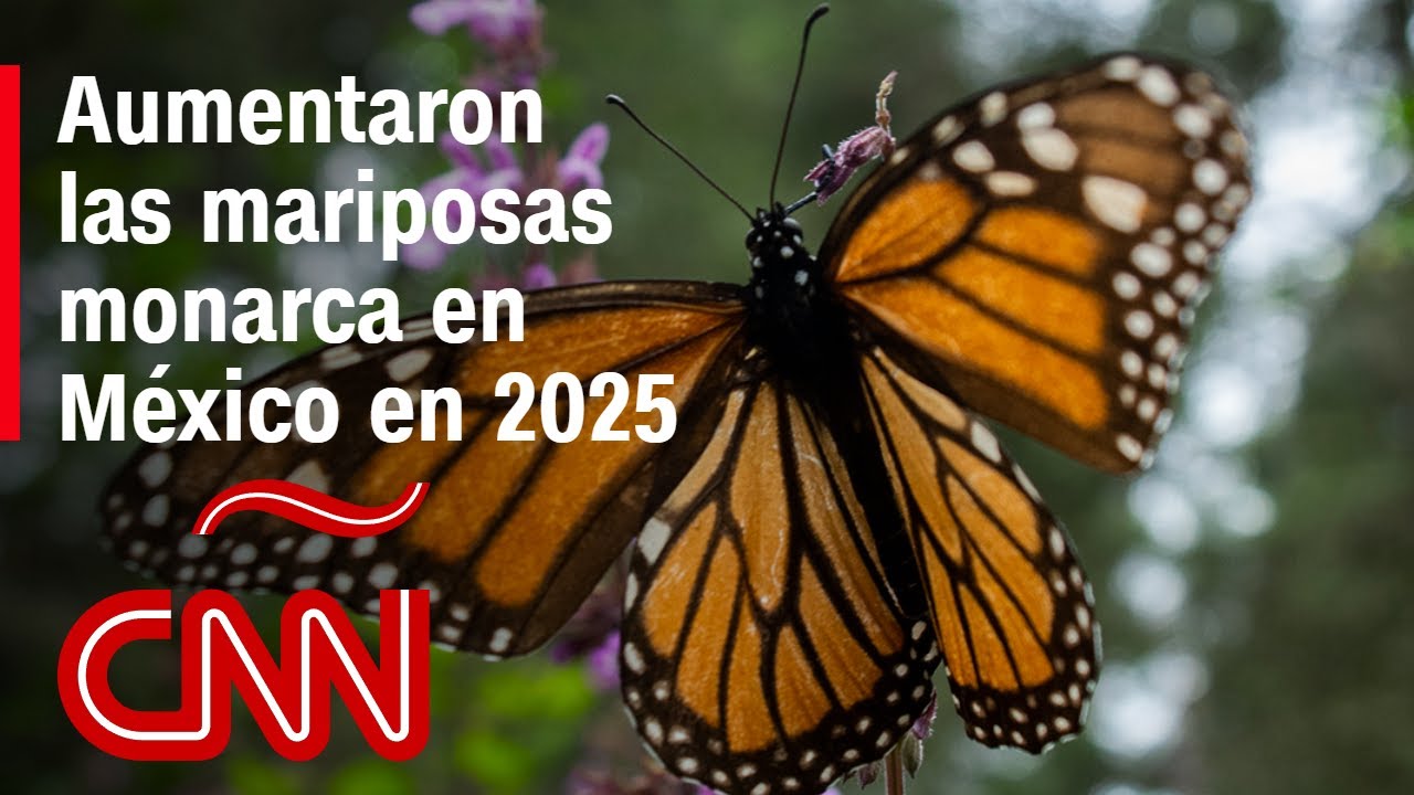 WWF-México: la población de mariposa monarca se duplicó en México en 2025