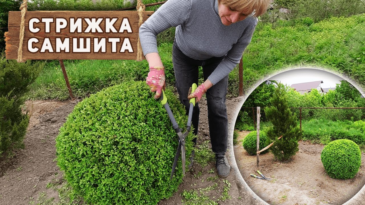 Как подстричь самшит в форме шара - стрижка хвойных растений весной